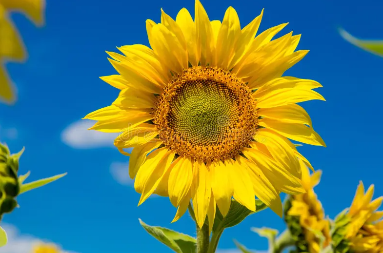 🌻 Sunflower of Hope Box 🌻